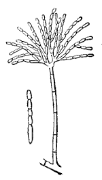 Fig. 30.