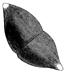 Fig. 78.