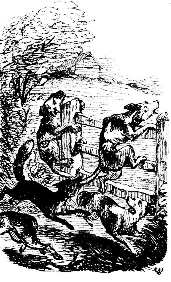 A fox chasing hounds
