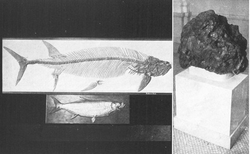 By permission of the American Museum of Natural History

A sixteen-foot fossil fish from Cretaceous of Kansas, with a modern
tarpon