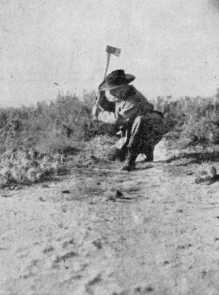 Wyoming Wolf Trapper Driving the Trap Stake.