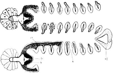 Fig. 32