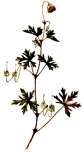 Plate 2. Geranium Columbinum.