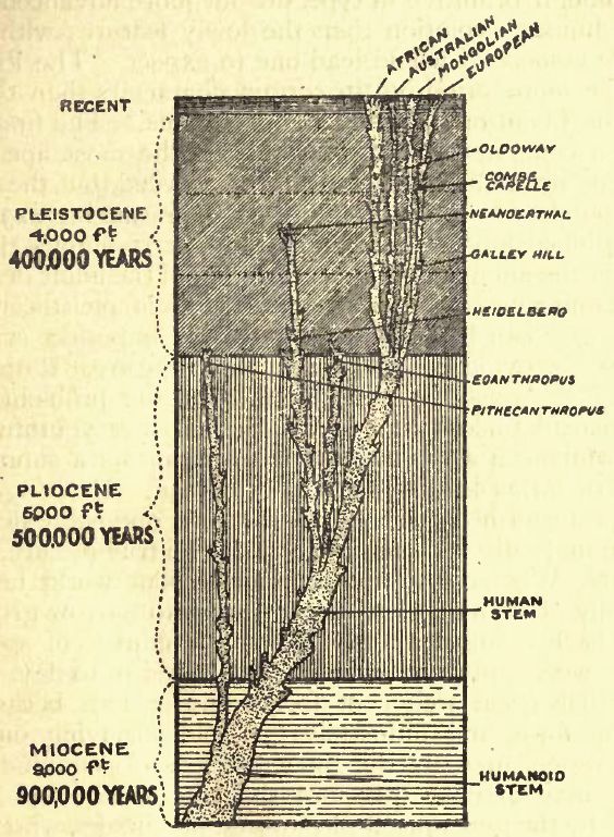 GENEALOGICAL TREE OF MAN'S ANCESTRY.