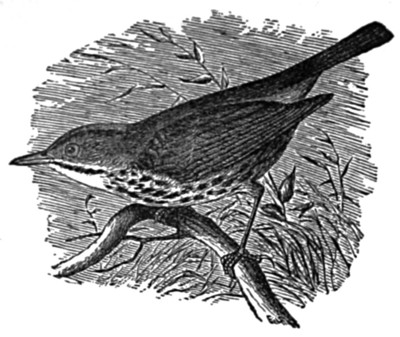 Golden-crowned Thrush.