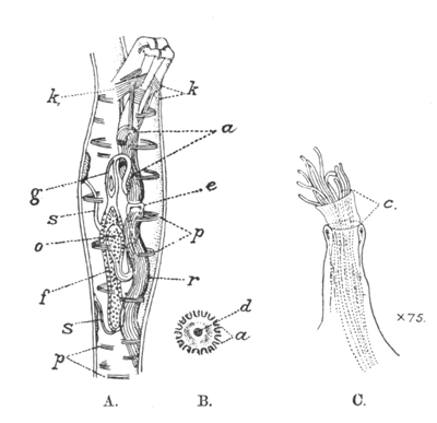 Illustration: Fig. 36.—Structure of
Paludicella ehrenbergi (A and B after Allman).