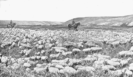 SHEEP RANCHE IN WYOMING.