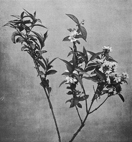 [Illustration: Deutzia Gracilis, Sieb. & Zucc.]