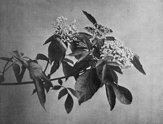 [Illustration: Sambucus Canadensis, L.]