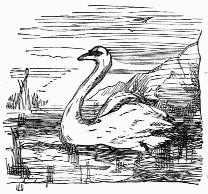 swan