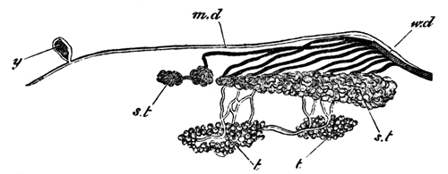 Urinogenital Organs of a Male Salamander