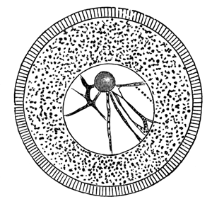 Unripe ovum of Toxopneustes lividus