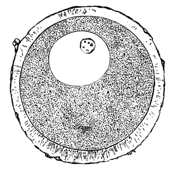 Ripe ovum of Asterias glacialis