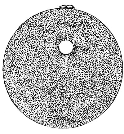 Ovum of Asterias glacialis with the two polar bodies