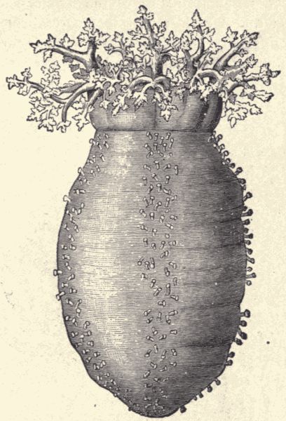 A sea-cucumber.