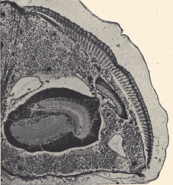 A section through the compound eye.