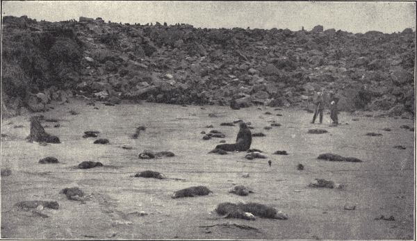 Young fur seals.