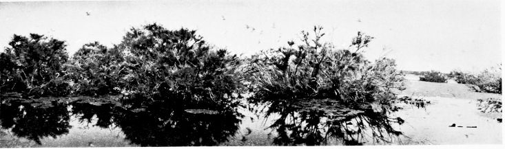 Sand Waste in Coto Doñana.