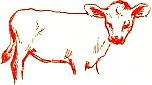 cow