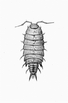 Plate IV Trichoniscus vividus