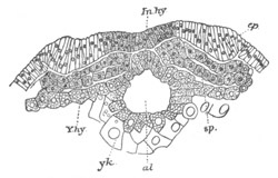 Illustration: Figure 75