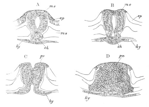 Illustration: Figure 104