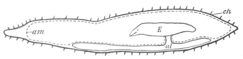 Illustration: Figure 160