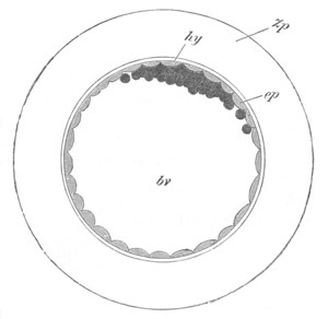 Illustration: Figure 179