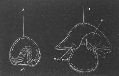 Illustration: Figure 221