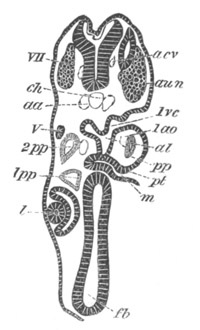 Illustration: Figure 256