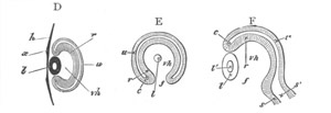 Illustration: Figure 288