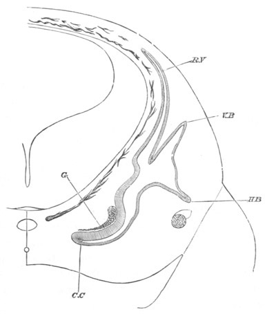 Illustration: Figure 303