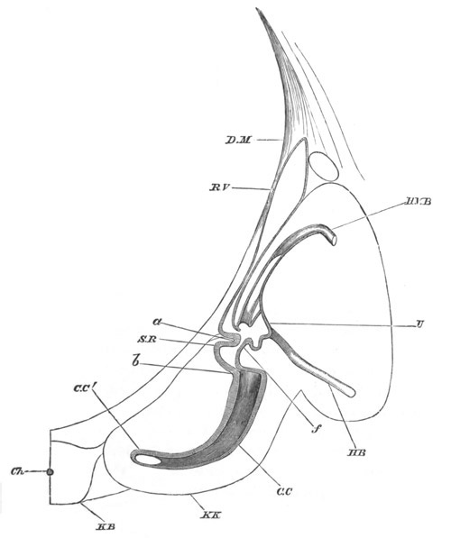 Illustration: Figure 304