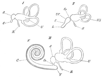 Illustration: Figure 305