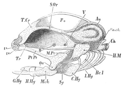 Illustration: Figure 334