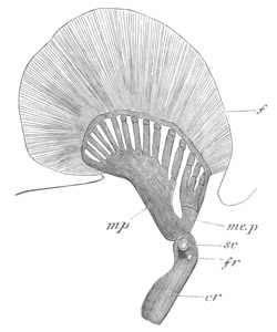 Illustration: Figure 348