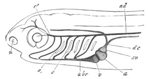 Illustration: Figure 363