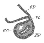 Illustration: Figure 382