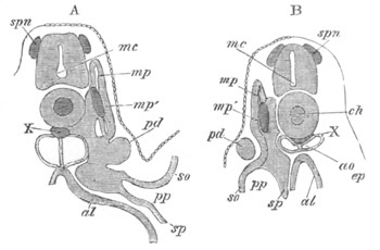 Illustration: Figure 385