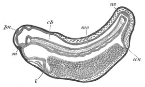 Illustration: Figure 420