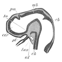 Illustration: Figure 426