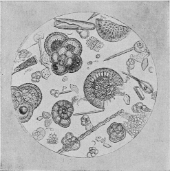 Fig. 3.—Specimen of the Ocean Bed. (Magnified 10,000
times.)