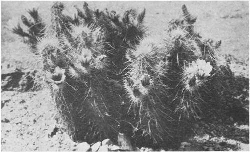 INDIAN STRAWBERRY CACTUS; ENGELMANN’S HEDGEHOG CACTUS (Echinocereus Engelmannii)