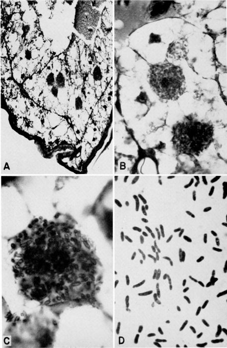 Bacteroids from Blattella germanica.