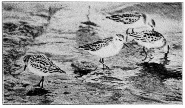 SEMIPALMATED SANDPIPER.