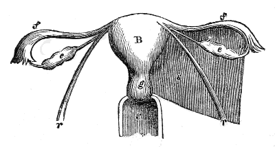 Womb,
Vagina, Ovaries, Fallopian Tubes