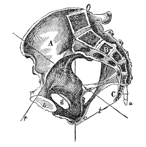 Section
of the Pelvis