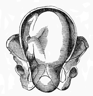 head
beginning to Rotate