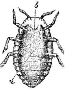 Fillossera femmina