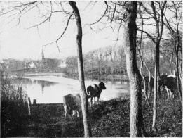 SHIRICK’S POND, FALMOUTH.